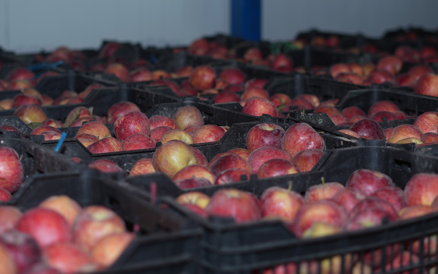 Apples Cold Storages