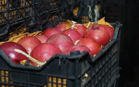 Pomegranates Cold Storages